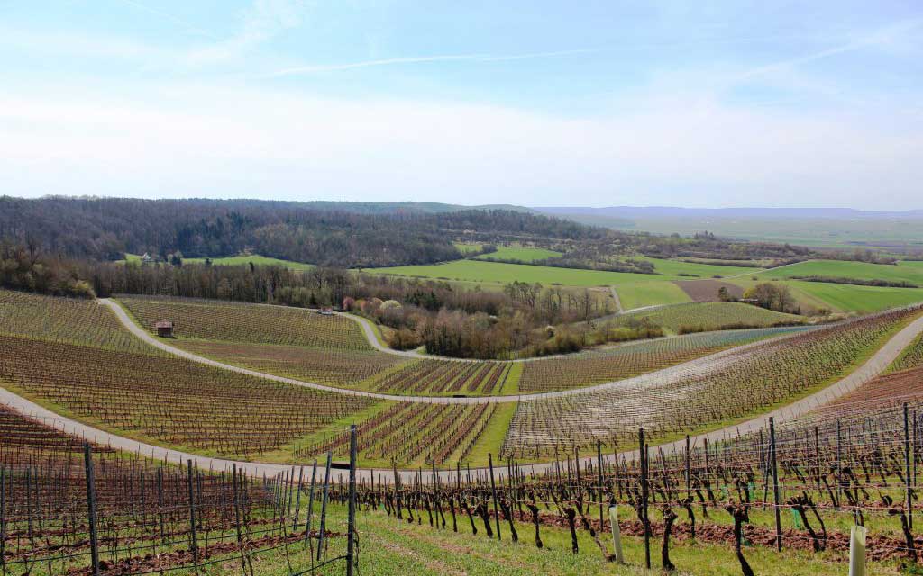 Ipsheim Weinwanderung